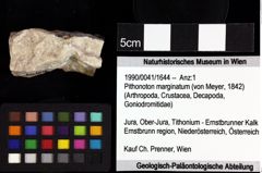 Foto (Objket + Etiketten) von Cracensigillatus acutirostris (Moericke, 1889) 